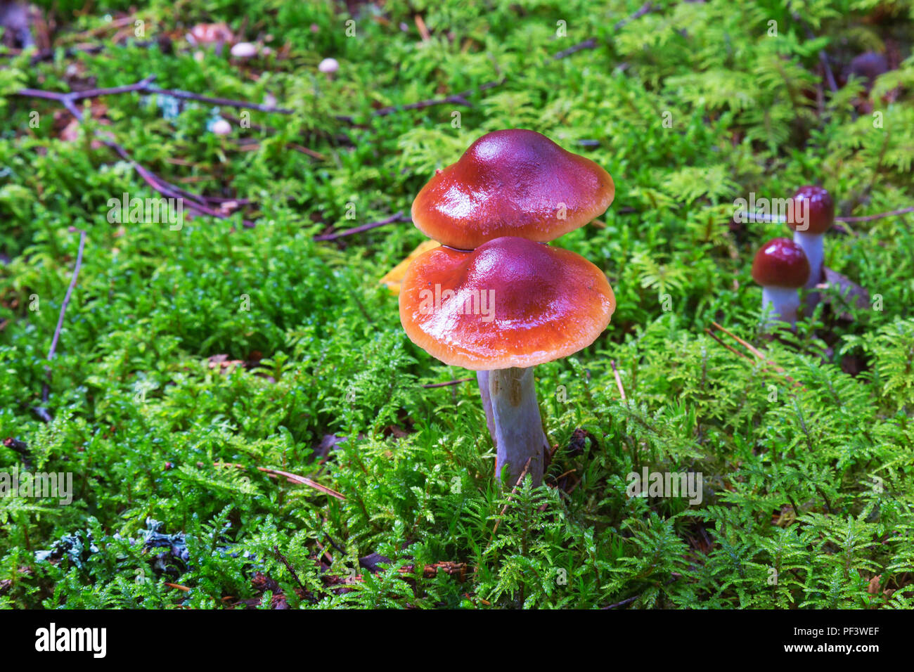 Braune Pilze Wachsen In Moss Stockfoto Bild 215830119 Alamy
