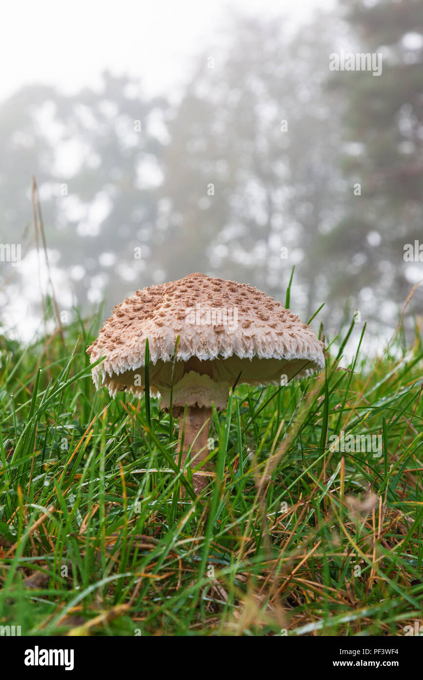 Sonnenschirm Pilzzucht im Gras auf einer Wiese Stockfoto