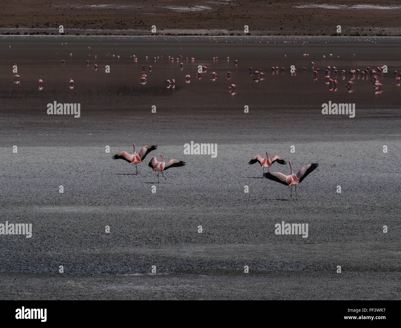 Flamingo in Salt Lake, Laguna Hedionda, Altiplano, Bolivien, Südamerika. Stockfoto