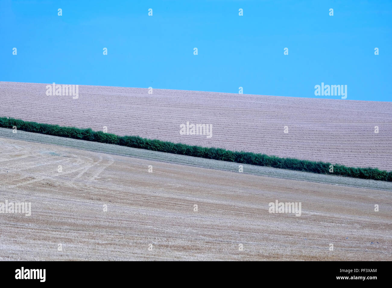 Eine lange grüne dünne Hedge Schnitte durch die Mitte der beiden gepflügte Felder ein Feld ist Braun und der andere ist glücklich mit klaren blauen Himmel an der Spitze dieser Stockfoto