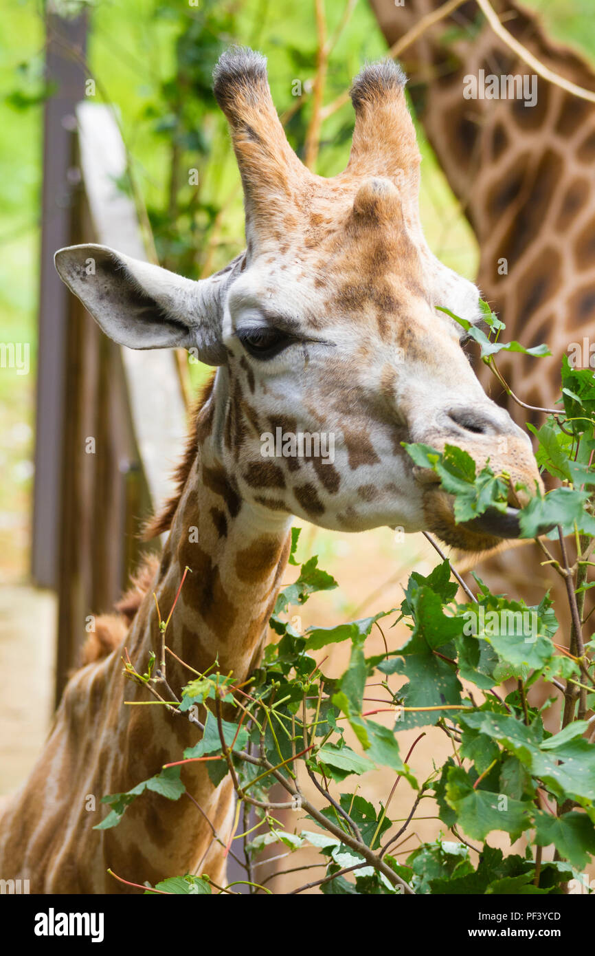 Giraffe in Cotsworlds Wildlife Park Stockfoto