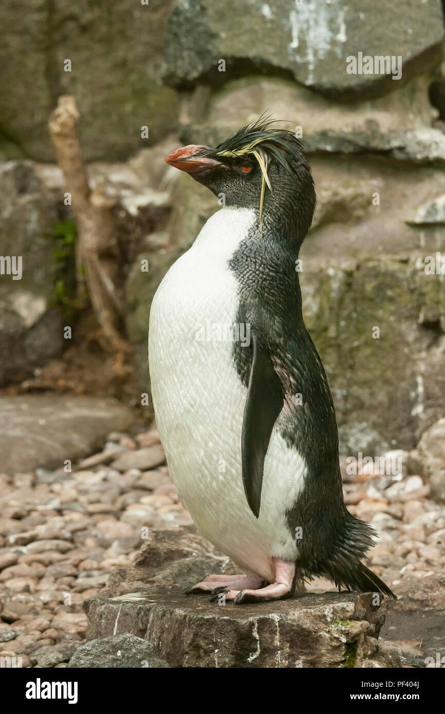 Pinguin bei Longleat Safari Park Stockfoto