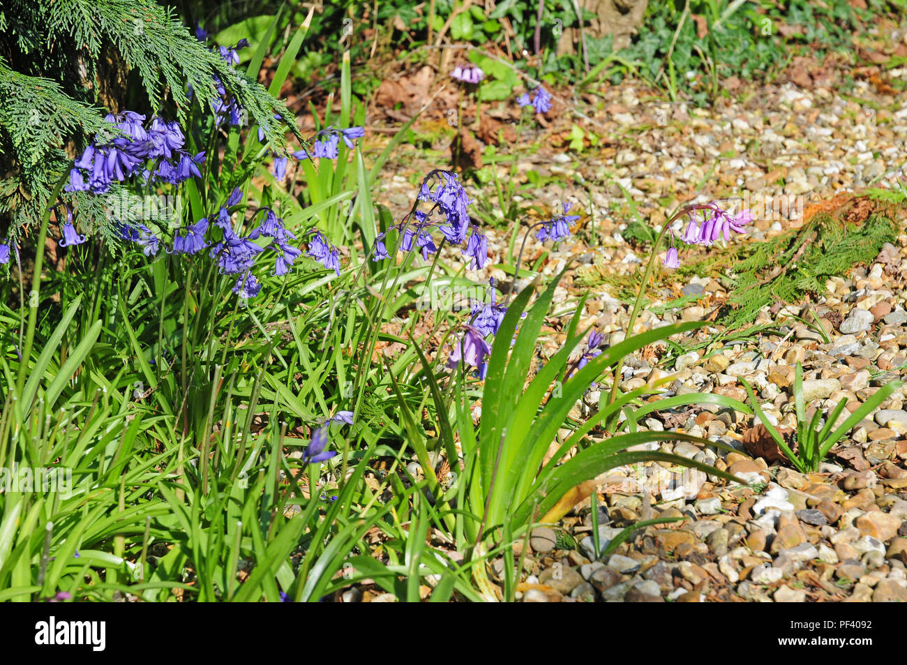 Englisch Bluebells, Hyacinthoides non-scripta, mit zwei Rosa. Stockfoto