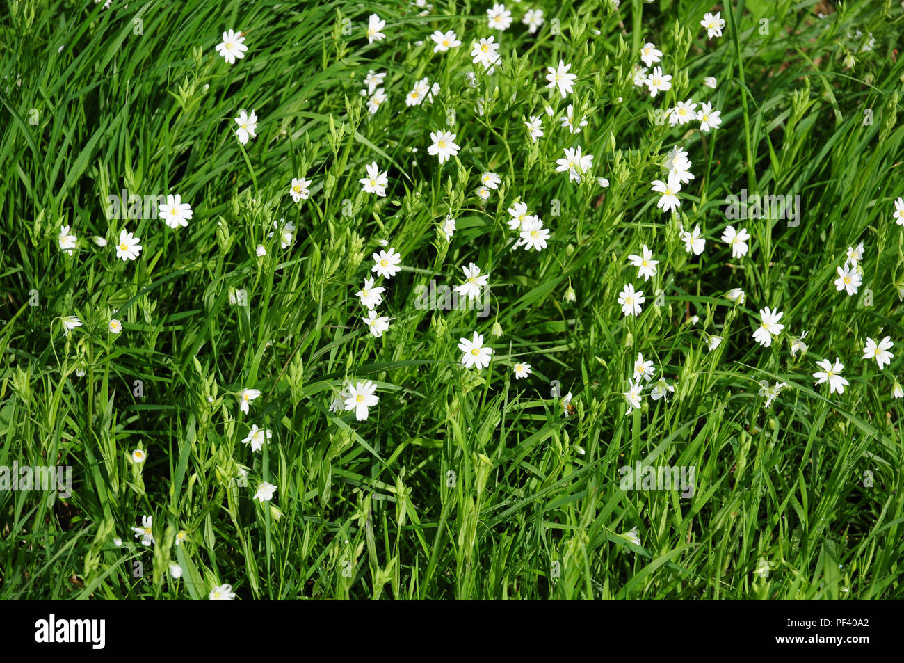 Mehr Sternmiere, Stellaria holostea, wachsen in einem Feld Marge. Stockfoto