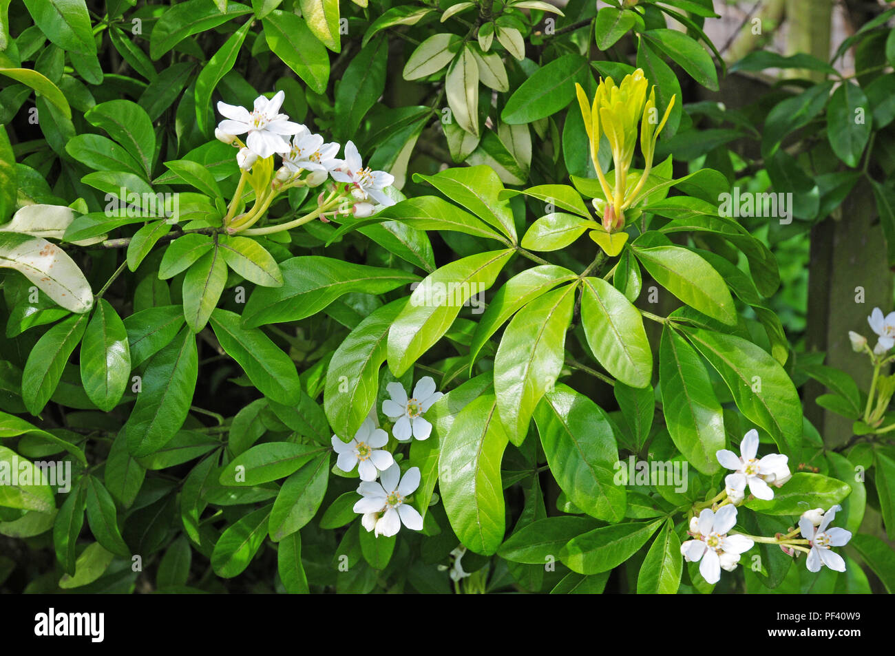 Blumen und Blätter der mexikanische Orangenblüte, die Choisya ternata undance'. Stockfoto