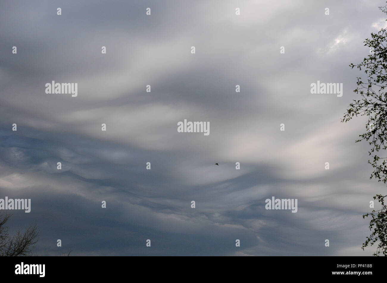 Wellenförmige Wolken. Altostratus undulatus asperitas Wolken in einem stürmischen Himmel, Bäume und einen Vogel. Stockfoto