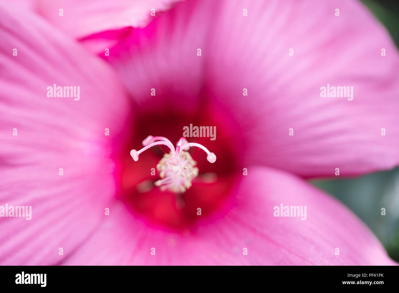 Extreme Nahaufnahme von einem rosa Hibiskus Blume Stockfoto