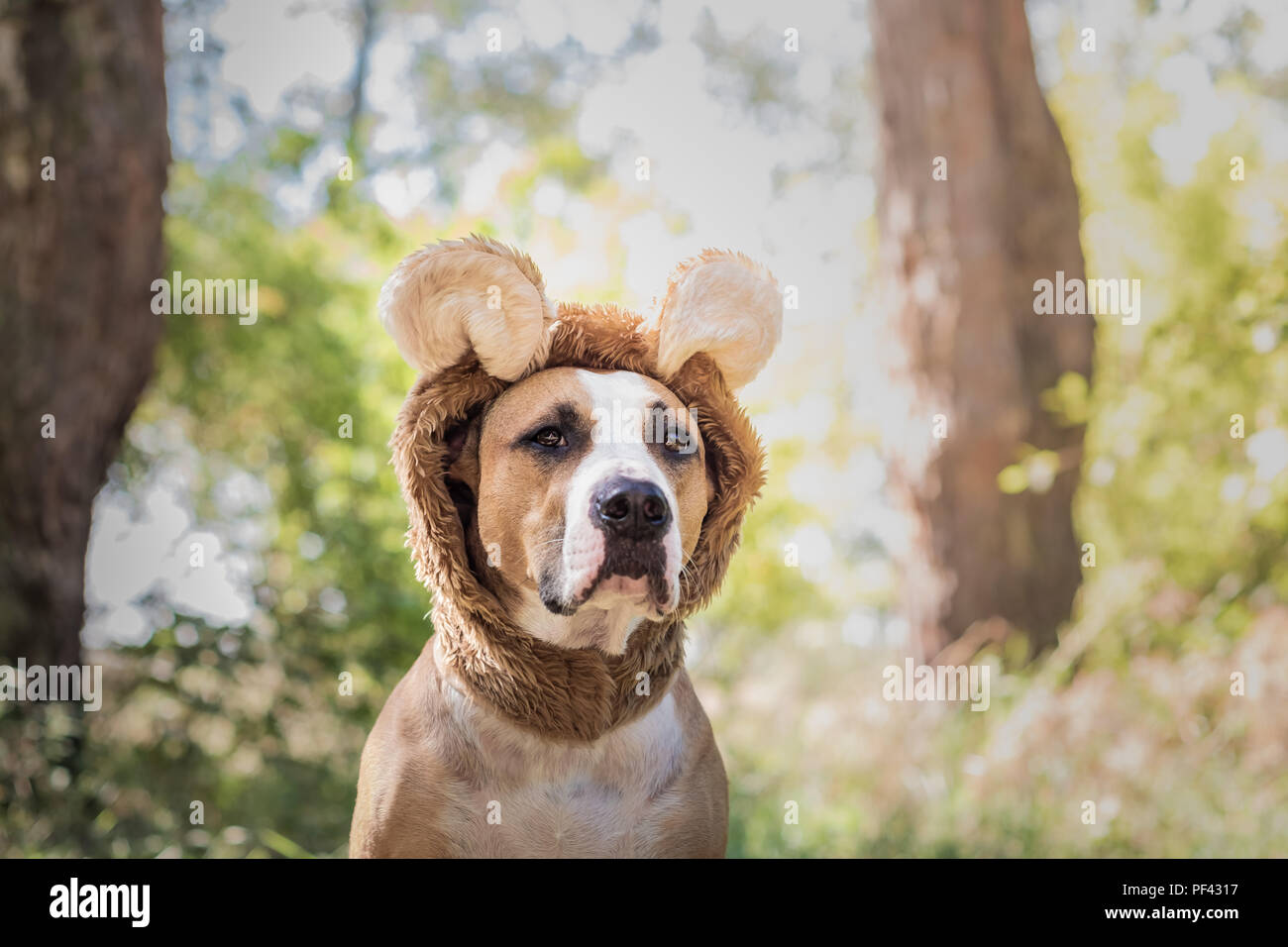 Schöner Hund Portrait in Bären hat fotografiert im Freien. Cute Staffordshire Terrier sitzt in wildes Tier kostüm im sonnigen Wiese Stockfoto