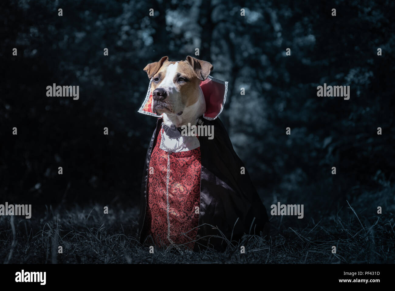 Schöner Hund verkleidet als Vampir in dunklen Wald Mondschein. Cute Staffordshire Terrier Welpe in halloween kostüm beängstigend Vampir im Wald, Schuß Stockfoto