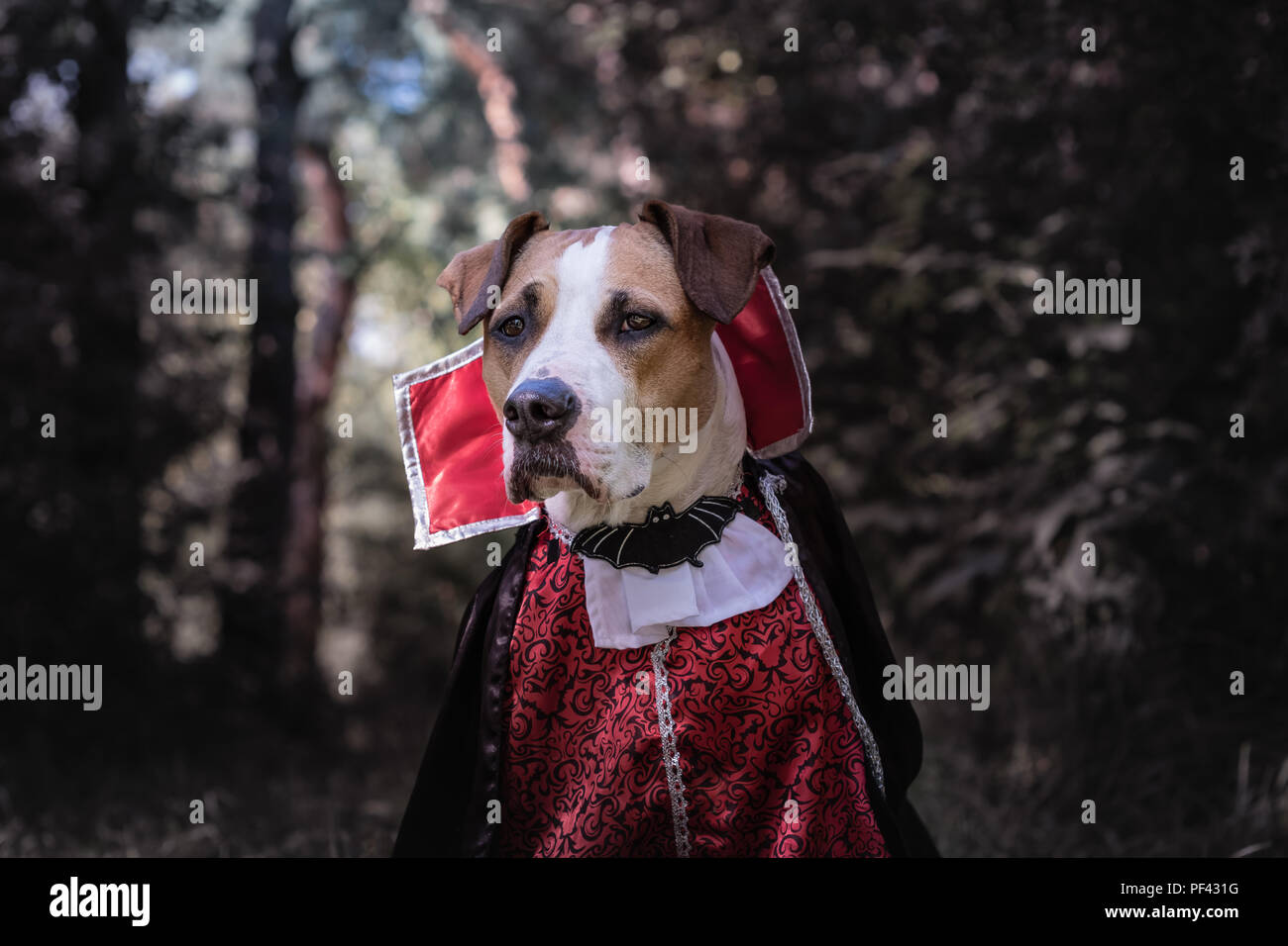 Schöner Hund verkleidet als Vampir in dunklen Wald Mondschein. Cute Staffordshire Terrier Welpe in halloween kostüm beängstigend Vampir im Wald, Schuß Stockfoto