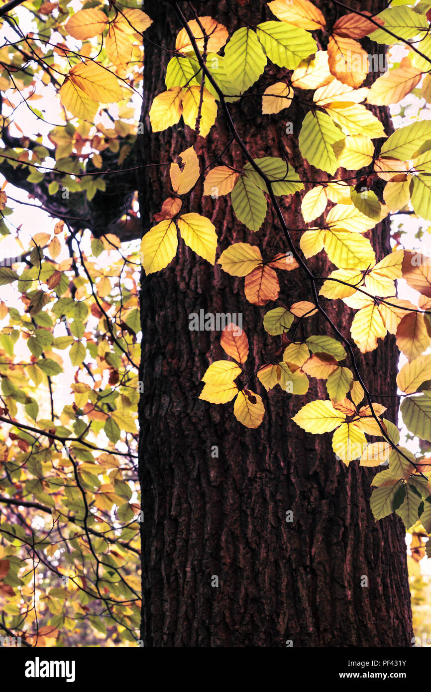 Helles Sonnenlicht strahlt durch Ändern der Blätter im Herbst auf Zweig Wald Baum. Stockfoto