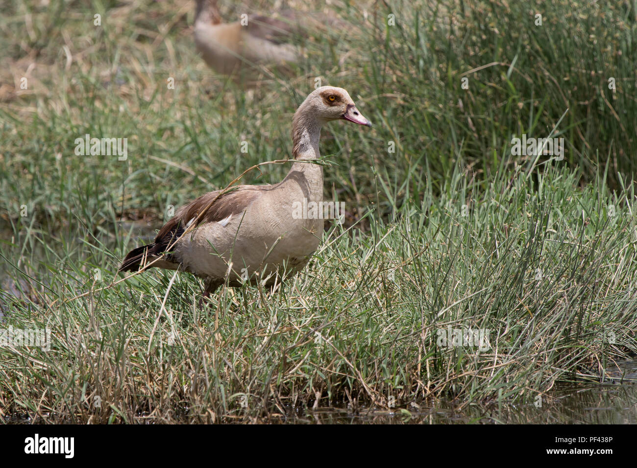 Nilgans Beweidung auf einer Wiese in der Nähe von einem kleinen Teich in der Savanne in der trockenen Jahreszeit Stockfoto