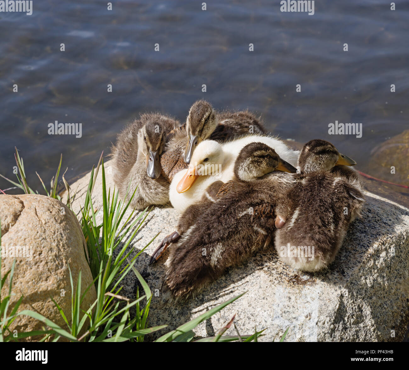 5 Entenküken, die zusammen auf einem Stein saß neben einem Teich Stockfoto