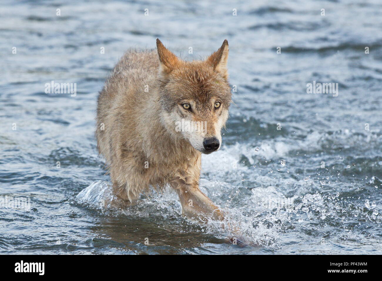 Medium Dunkel Grau Wolf Im Katmai National Park Alaska August