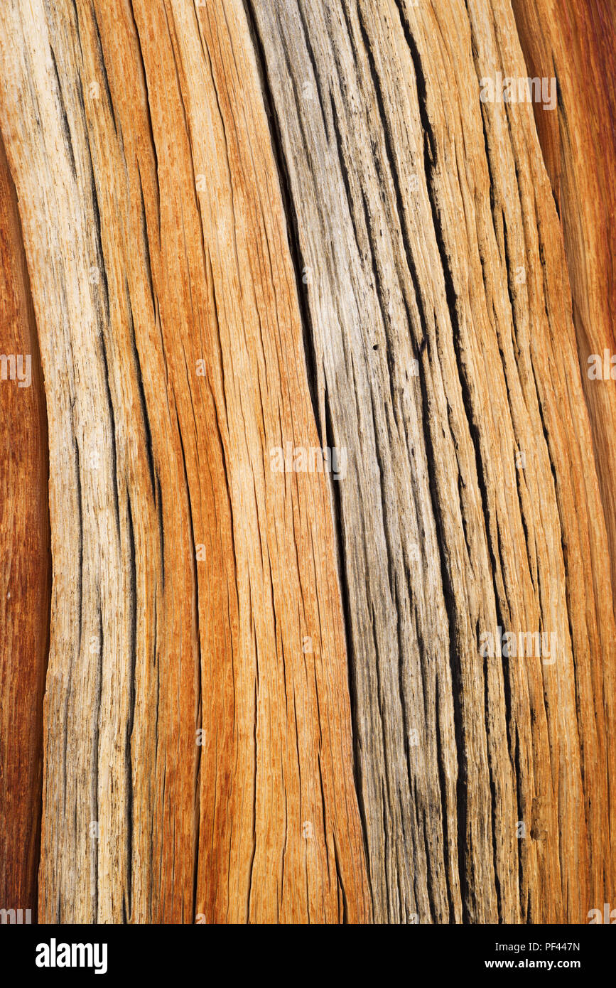 Alte verwitterte gebrochenen Kiefer Hintergrund von einem mountain pine Trunk Stockfoto