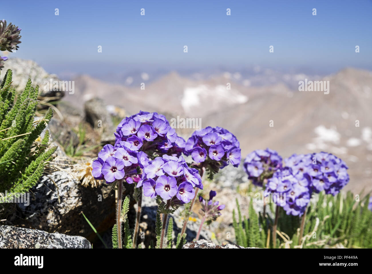 Sky pilot Blumen an der Seite von Split Berg in der Sierra Nevada in Kalifornien Stockfoto
