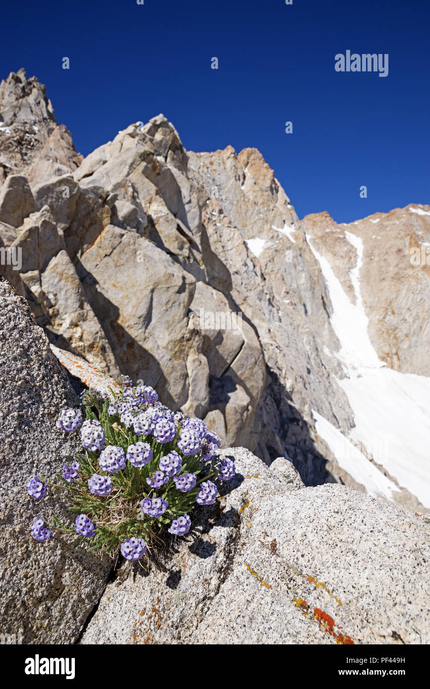 Sky Pilot oder polemonium Blumen wachsen auf der Seite des Mount Humphreys in der Sierra Nevada in Kalifornien Stockfoto