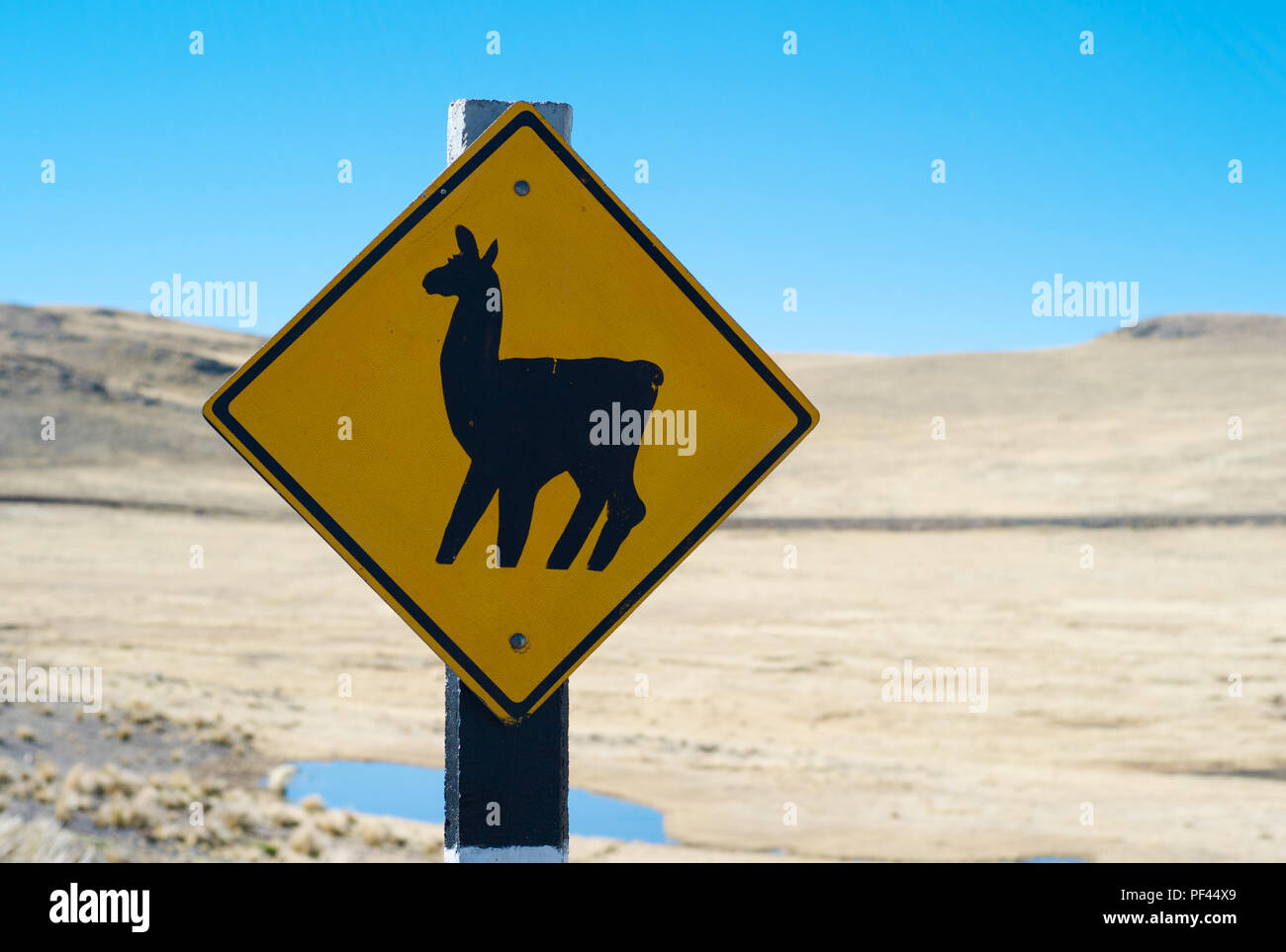 Gelbes und schwarzes Straßenschild Llama Kreuzung mit einer Altiplano-Landschaft in Peru Stockfoto