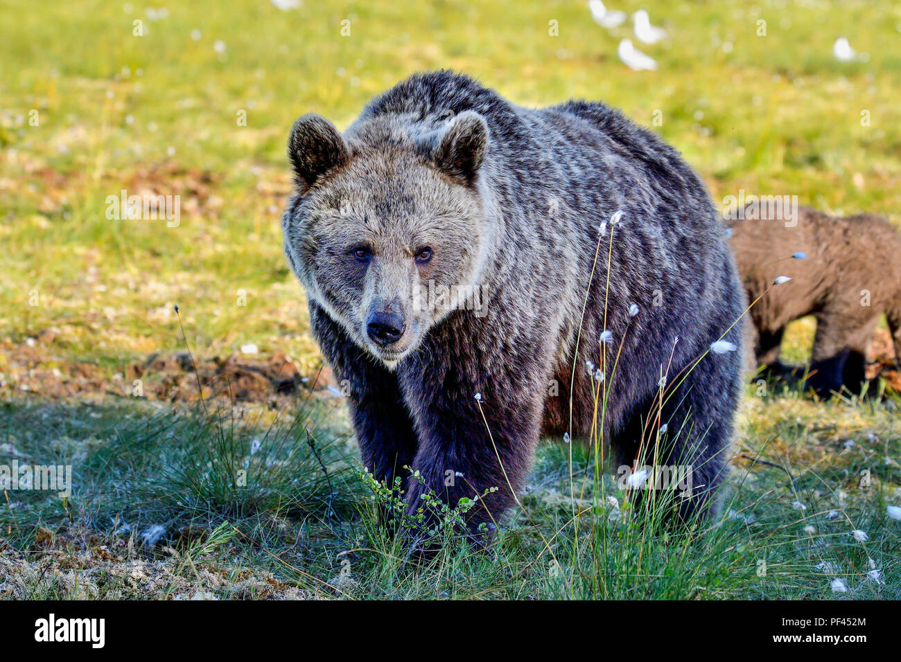 Brauner Bär Mamma kam heraus zu überprüfen, der Fotograf (Im ausblenden). Stockfoto