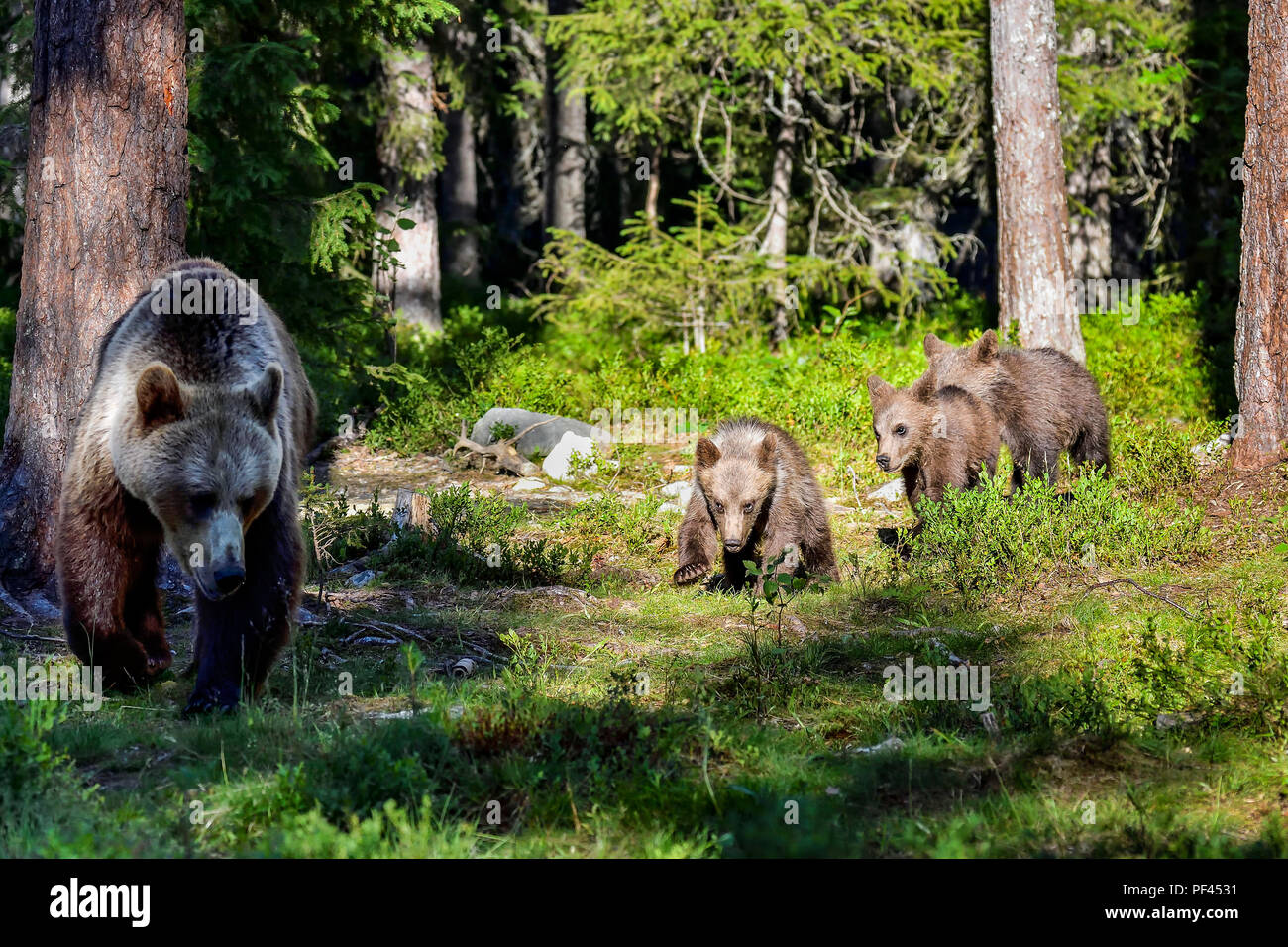 Brown bear Cubs sind nach ihrer Mutter in den Wald. Stockfoto