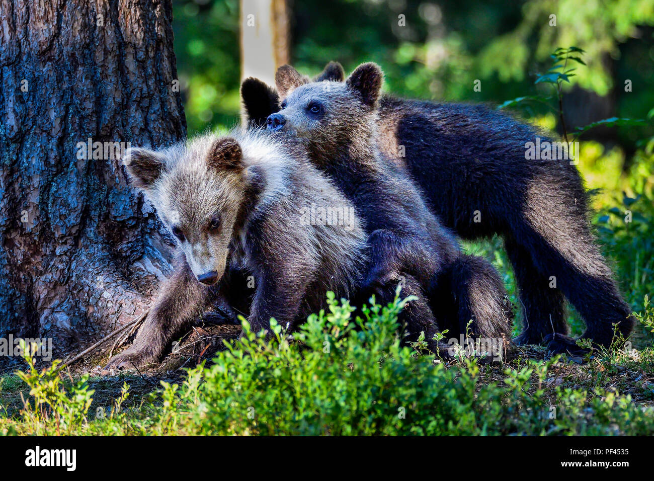 Brown bear Cubs spielen im Wald. Stockfoto