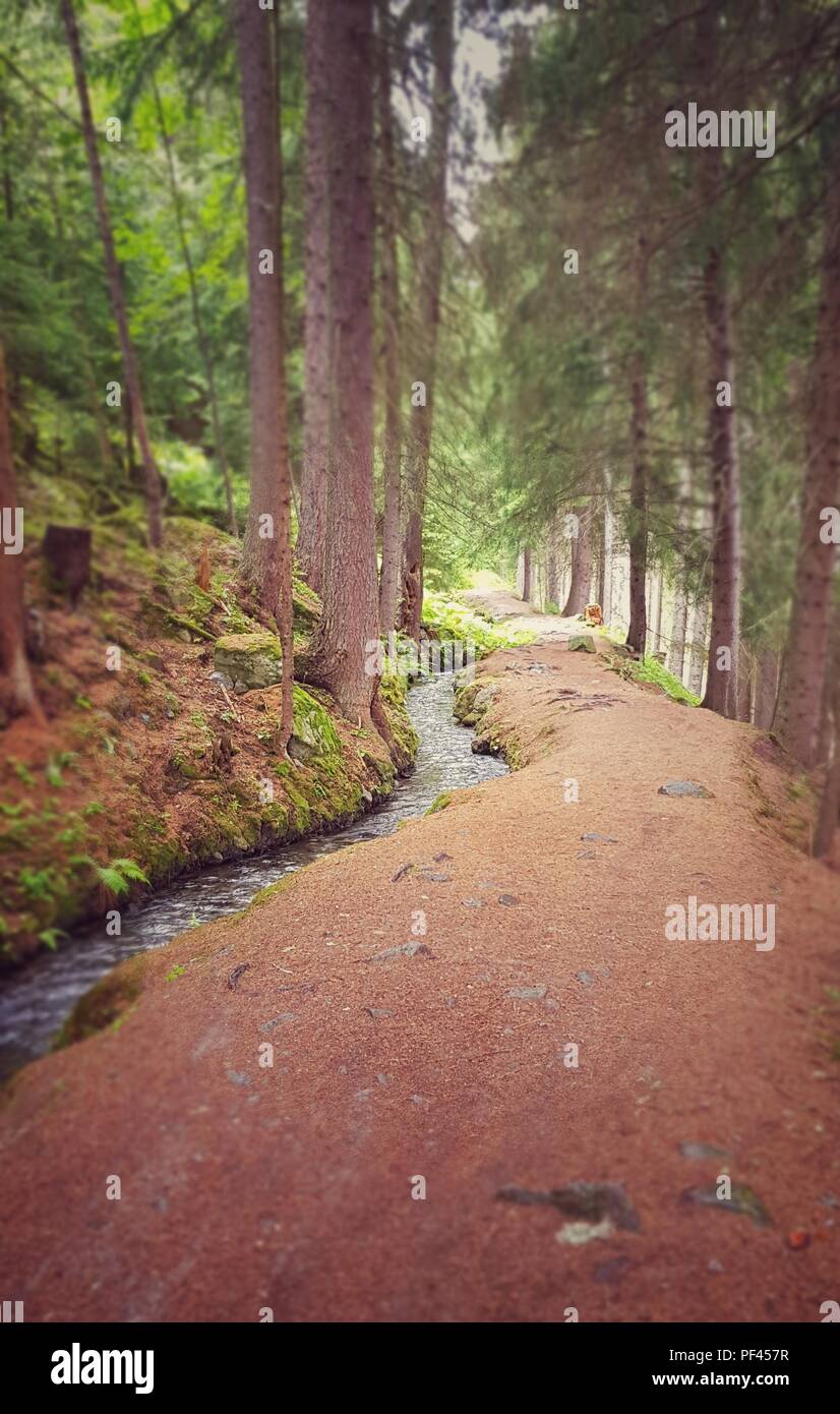 Alpen Trail im Sommer, Schweiz Stockfoto