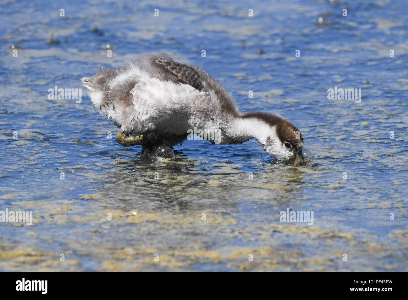 Brandente Huhn Füttern in den Sumpf Stockfoto