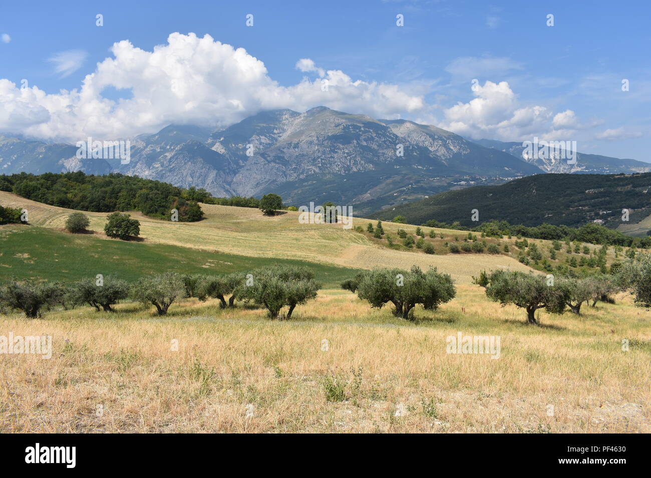 Olivenbäume mit Majella National Park im Hintergrund. Casoli, Italien 2018 Stockfoto
