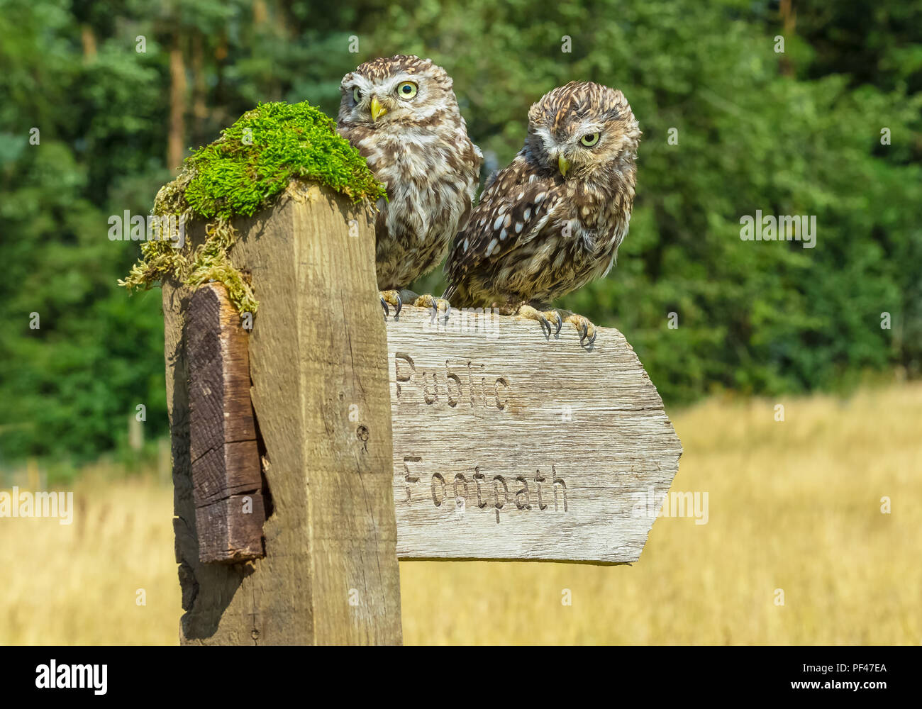 Wenig Eulen, Wissenschaftlicher Name: Athene noctua. Zwei kleine Eulen saßen auf öffentlichen Fußweg Wegweiser, der nach rechts weist. Horizontale. Stockfoto