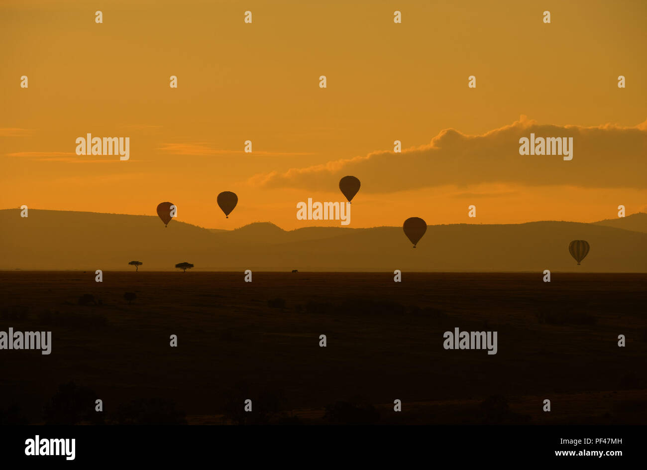 Heißluftballons über die Masai Mara, Kenia Ostafrika bei Sonnenaufgang Stockfoto