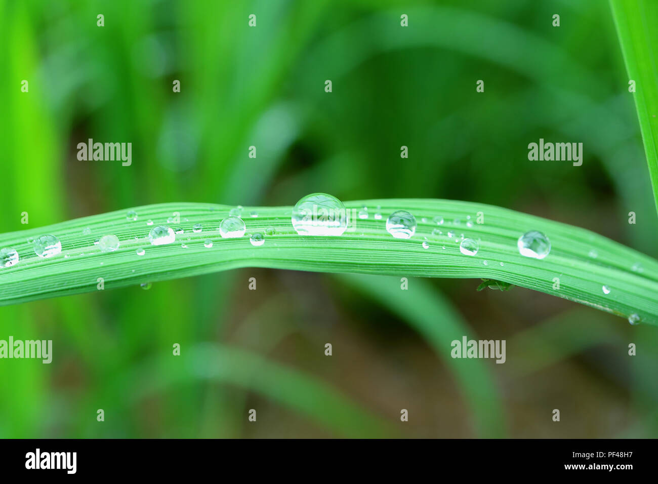 Geschlossen bis vielen kristallklaren Wassertropfen auf vibrant Green Leaf, selektiver Fokus und unscharfen Hintergrund Stockfoto
