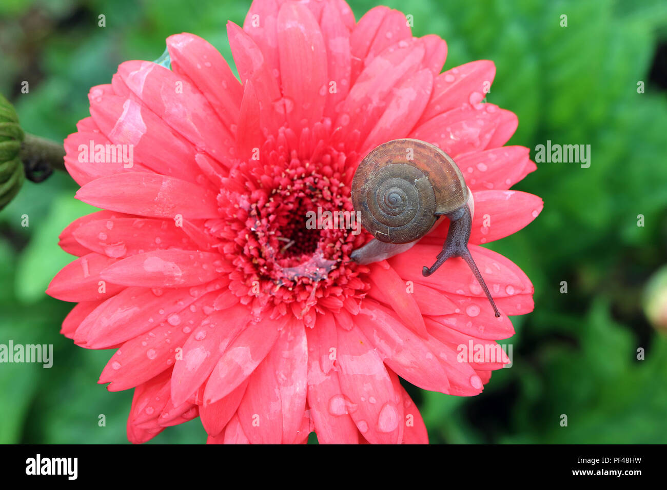 Blick von oben auf eine kleine Schnecke auf pulsierende rosa blühenden Gerbera Blume mit Schnecke Schleim und viele Wassertropfen Stockfoto