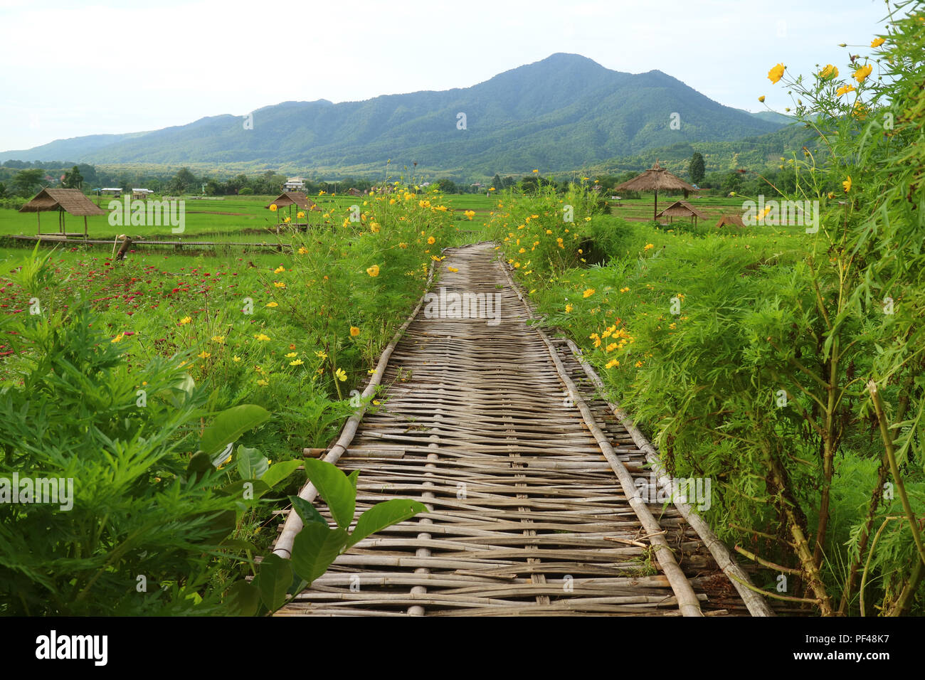 Bambus Gehweg am pulsierenden grünen Plantagen und Reisfelder in Nan Provinz von Thailand Stockfoto