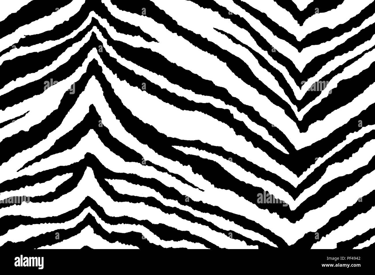 Streifen von Zebra. Hintergrund der Zebra schwarz und weiß Stockfoto