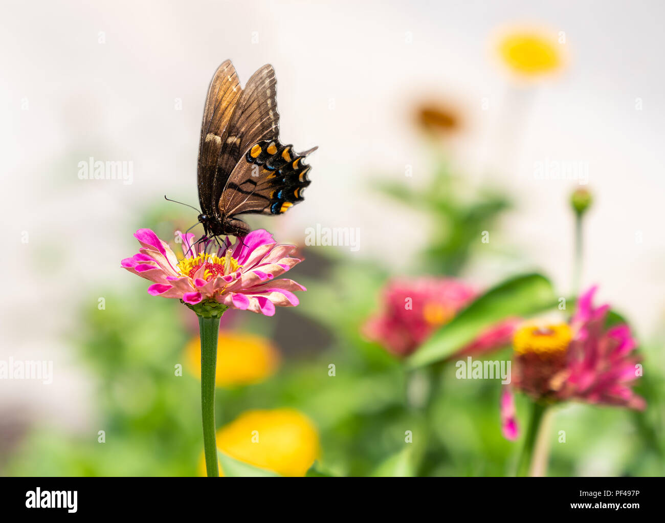 Ein monarch butterfly ruht auf einem zinnia Blume im Sommergarten Stockfoto