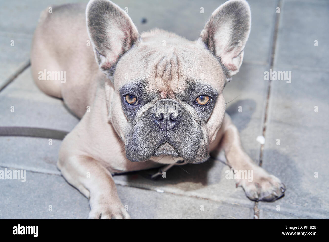 Bezaubernde französische Bulldogge Gesicht Stockfoto