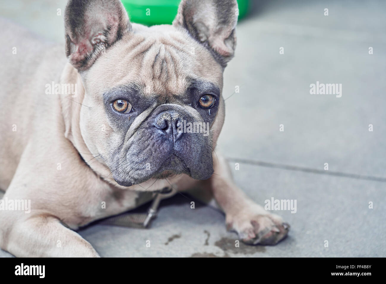 Bezaubernde französische Bulldogge Gesicht Stockfoto