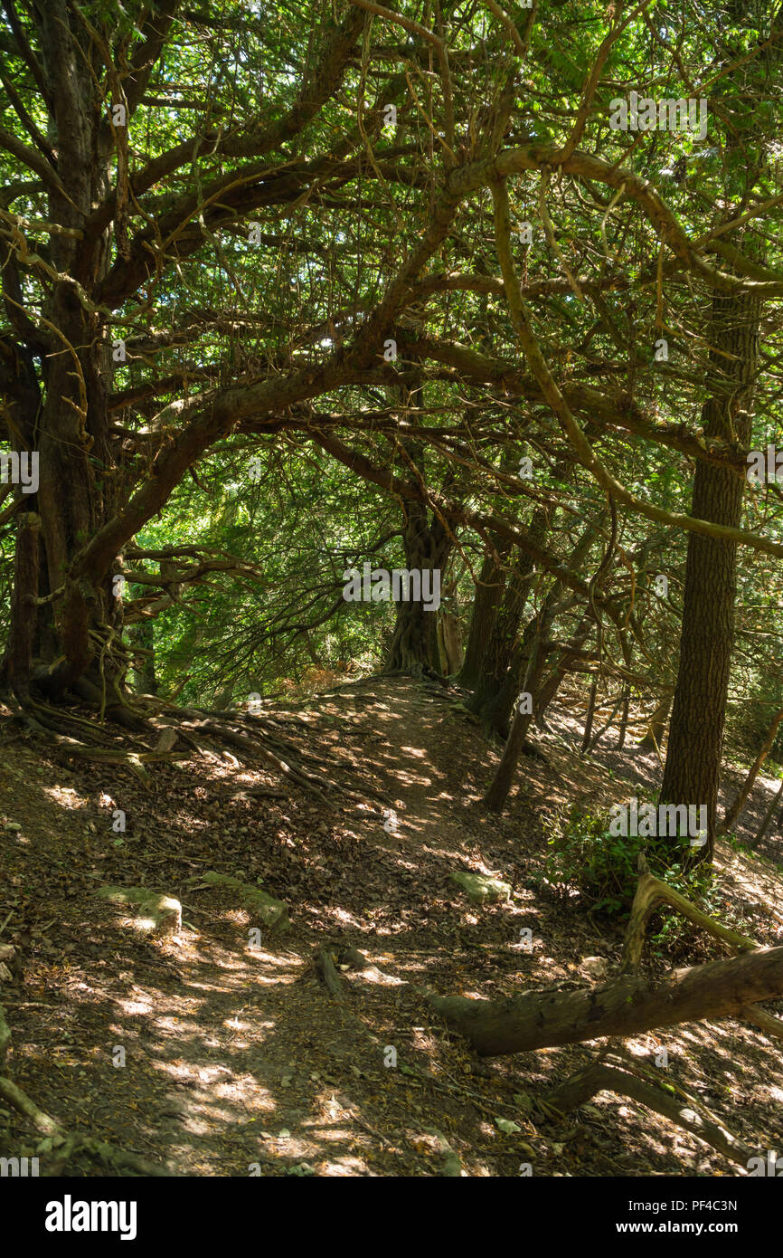 Wanderweg durch alte Eiben, die Teil der Woolhope Kuppel der marktführenden, Fownhope Herefordshire UK. Juli 2018. Stockfoto