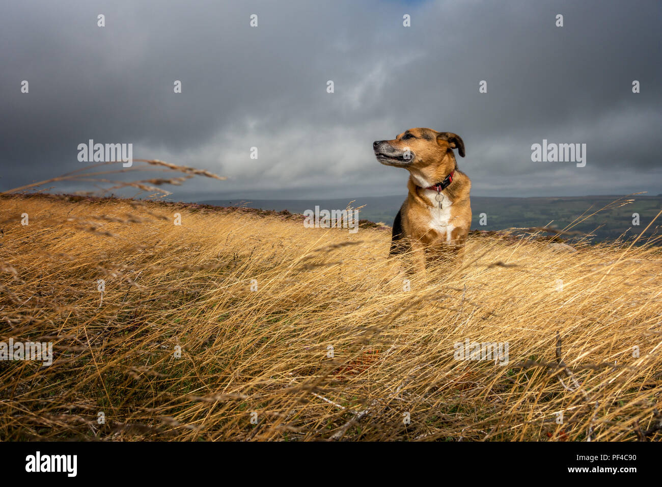UK Wetter: Senior Hund genießen den Duft von einem breezy warmen Tag auf Ilkley Moor Stockfoto