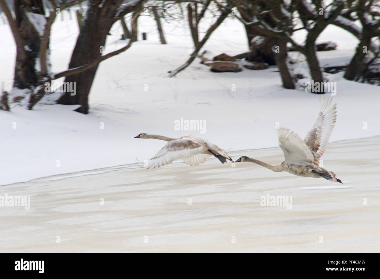 Zwei Schwäne, Cygnus olor, beim Abflug vom zugefrorenen Teich, Winter | Cygnus olor, zwei Schwäne, winter Stockfoto