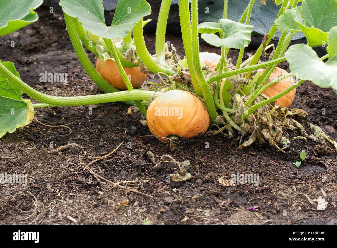 Cucurbita Maxima. Winter Squash 'Gold Nugget' Obst. Stockfoto