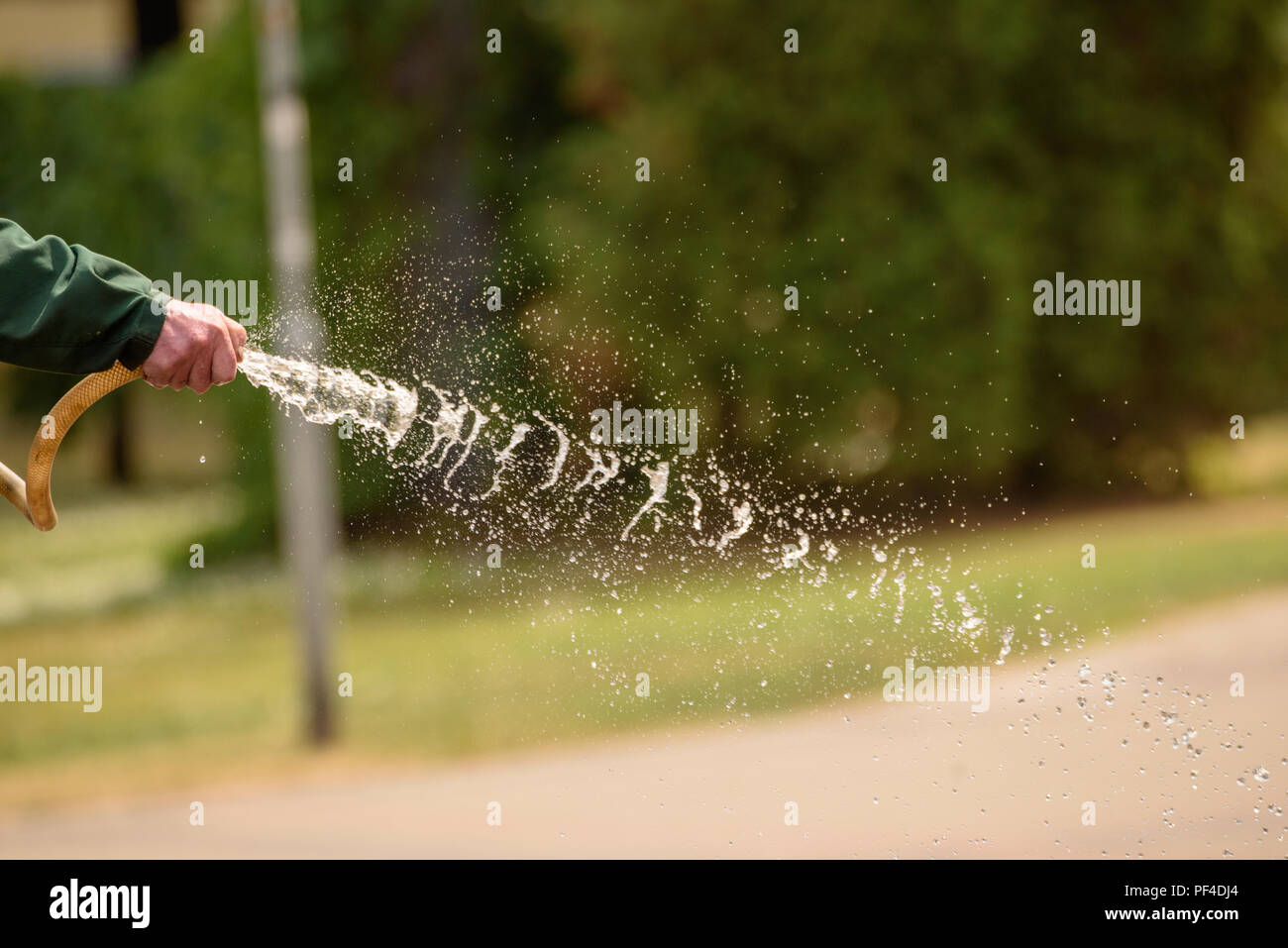 Garten Bewässerung mit Gummischlauch. Stockfoto