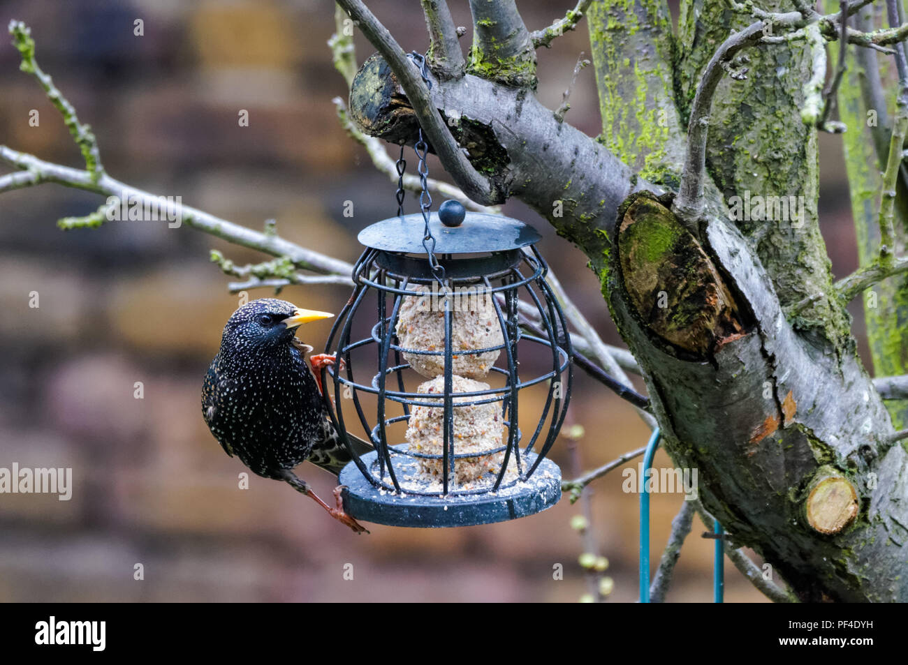 Europäischer Star, Sturnus vulgaris am Vogelfutterhäuschen, Großbritannien Stockfoto
