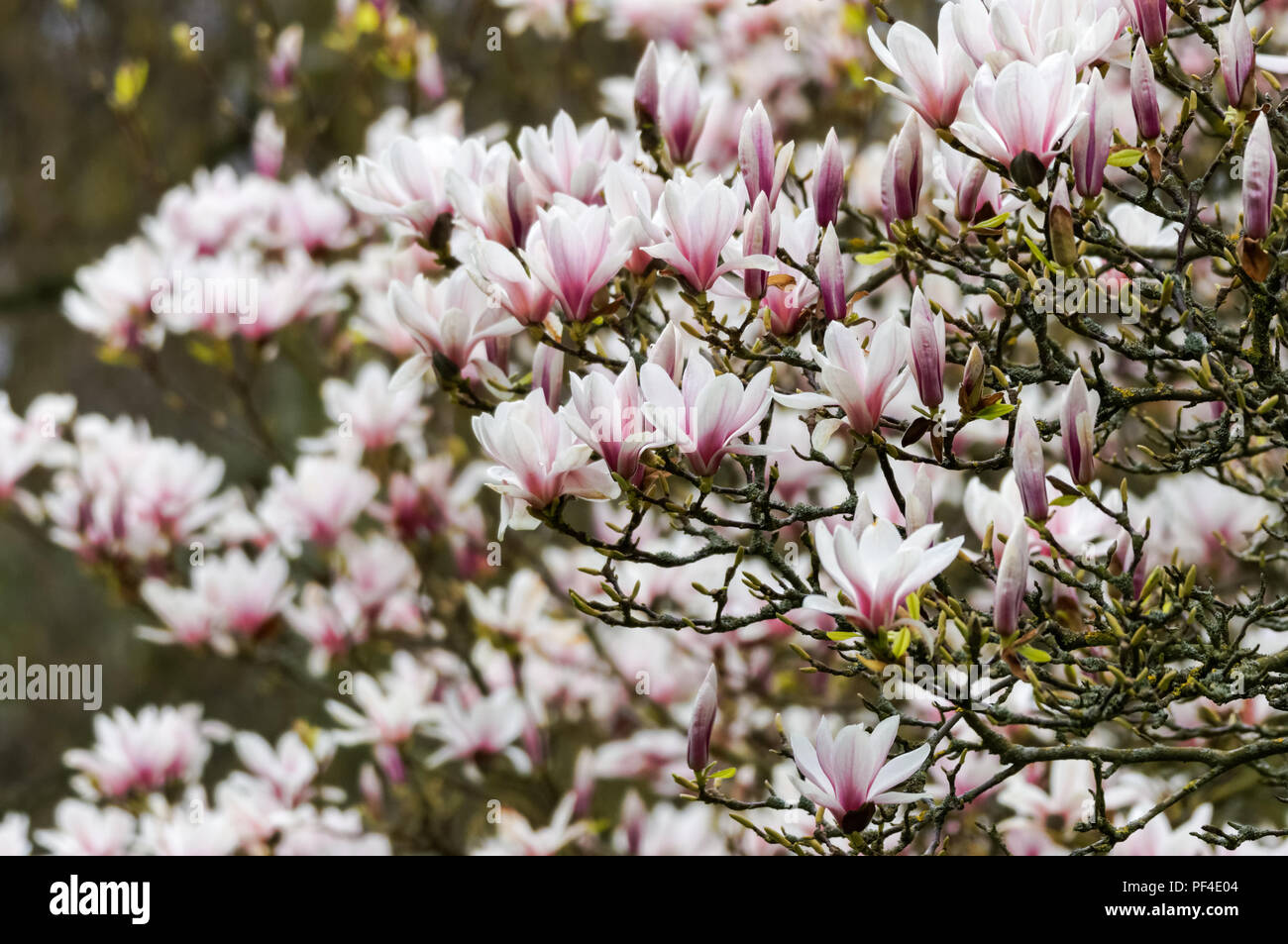 Die weißen Blüten der blühenden Magnolienbaum Stockfoto