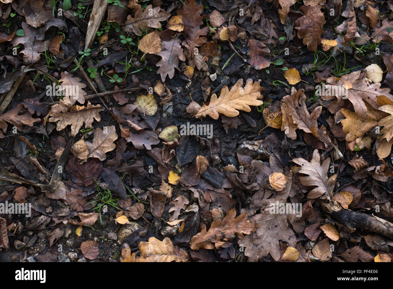 Eine Vielzahl von Herbst (Herbst) Blätter in braunen und goldenen Reflexen auf nassem Boden von Waldboden. Von oben fotografiert. Stockfoto