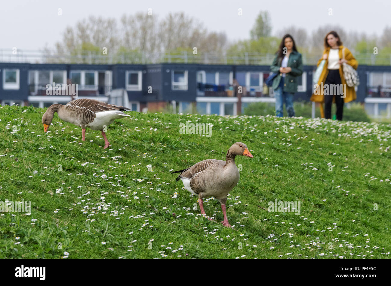 Besucher wandern in Walthamstow Feuchtgebiete, London, England, Vereinigtes Königreich, Großbritannien Stockfoto