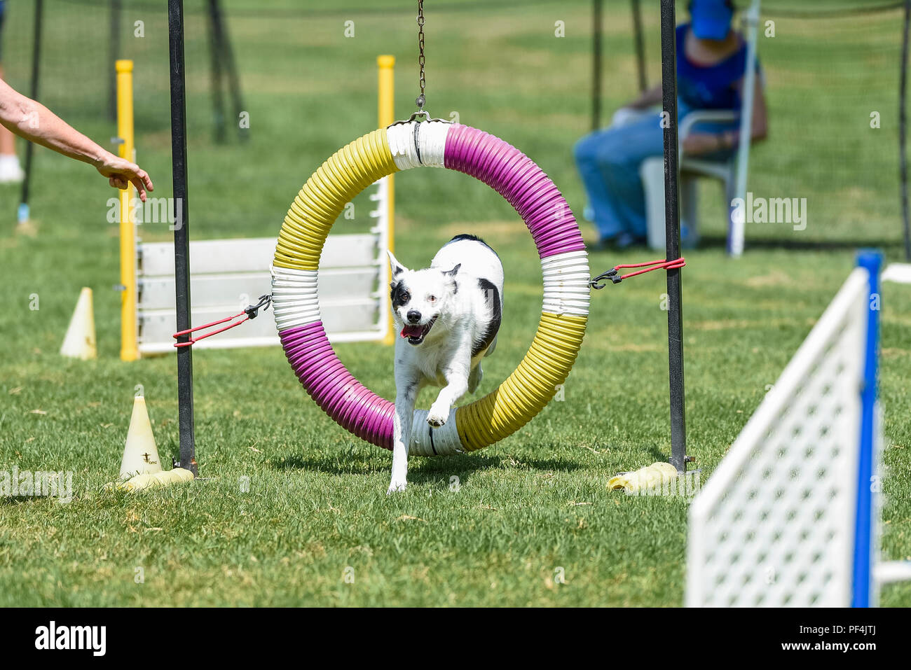 Kalifornien, USA. 18. August 2018. Keeshond Club der südlichen Kalifornien agility trails Dog Show an der Meile Square Park in Fountain Valley, CA am 18. August 2018. Credit: Benjamin Ginsberg Credit: Benjamin Ginsberg/Alamy Live News Credit: Benjamin Ginsberg/Alamy leben Nachrichten Stockfoto