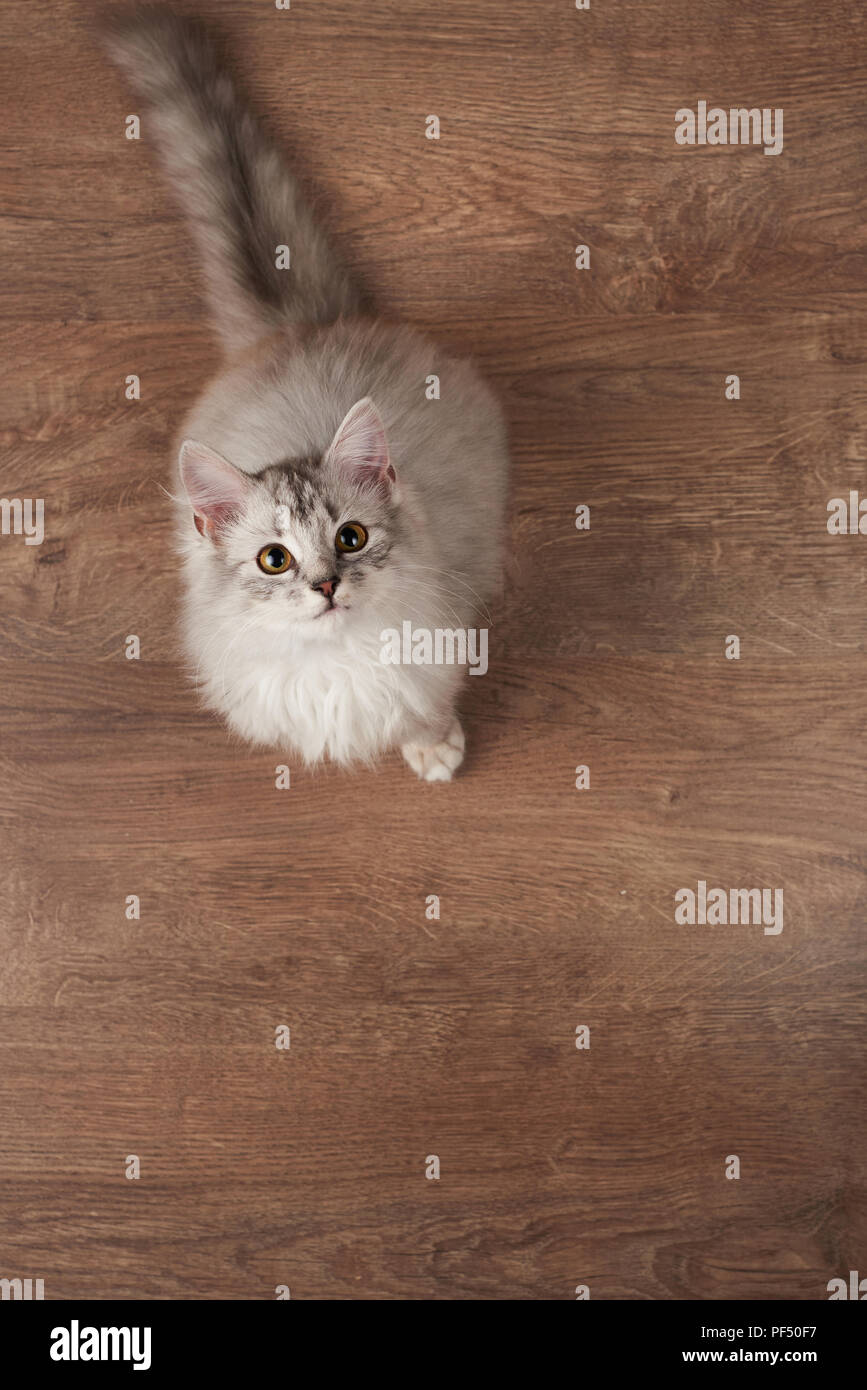 Katze sitzt auf Holzboden. Grau fluffy Kitty sitzen auf Bodenplatte aus Holz Stockfoto