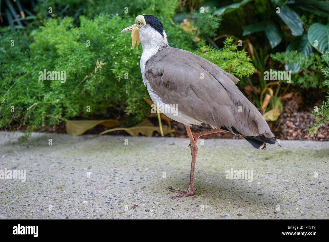Tropische Vogel Aus Australien Mit Grauen Und Weissen Federn Und Gelbe Nase Stockfotografie Alamy