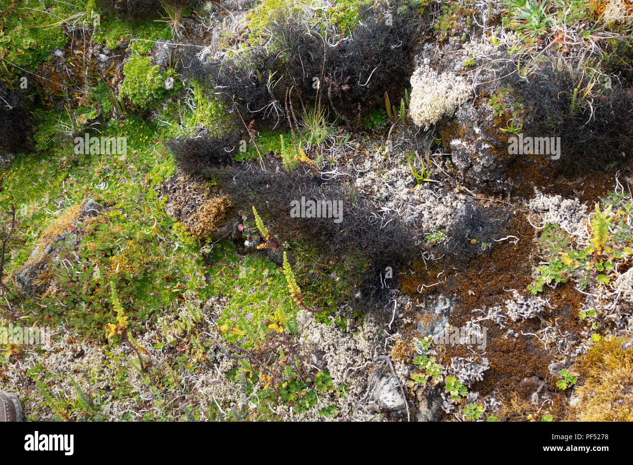 Abwechslungsreiches Werk Vegetation oder Paramo, wachsen in El Cajas Nationalpark, Ecuador, Südamerika Stockfoto